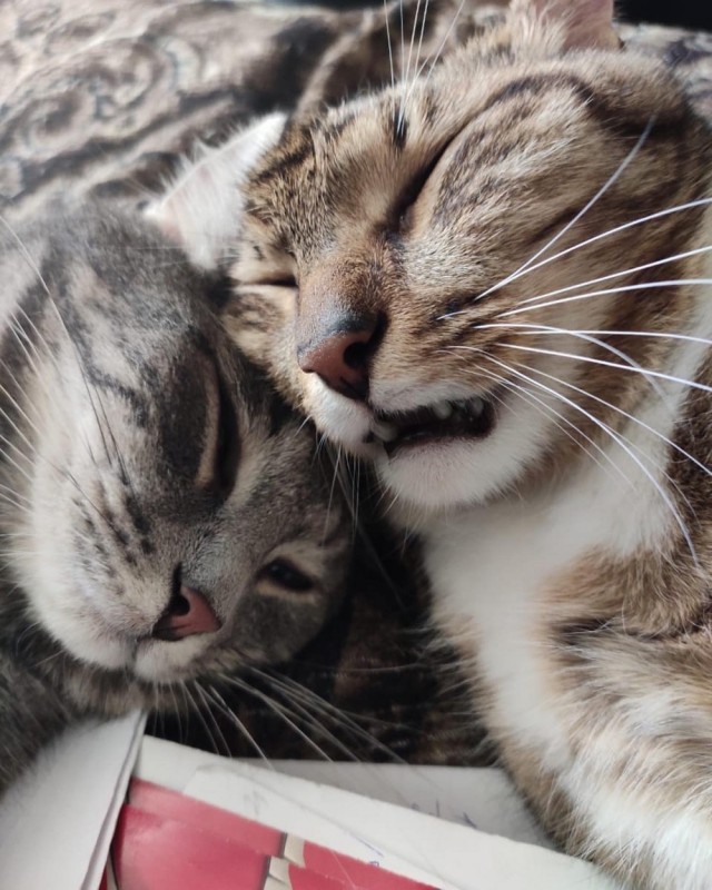 Котовторнику посвящается