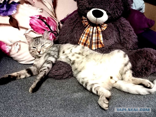 My cat Semyon