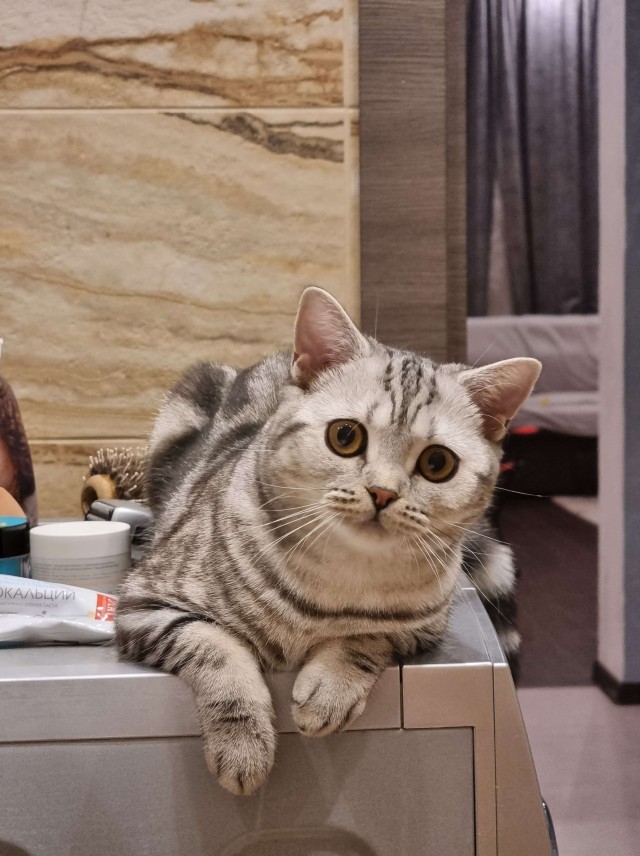 Котовторник вроде.