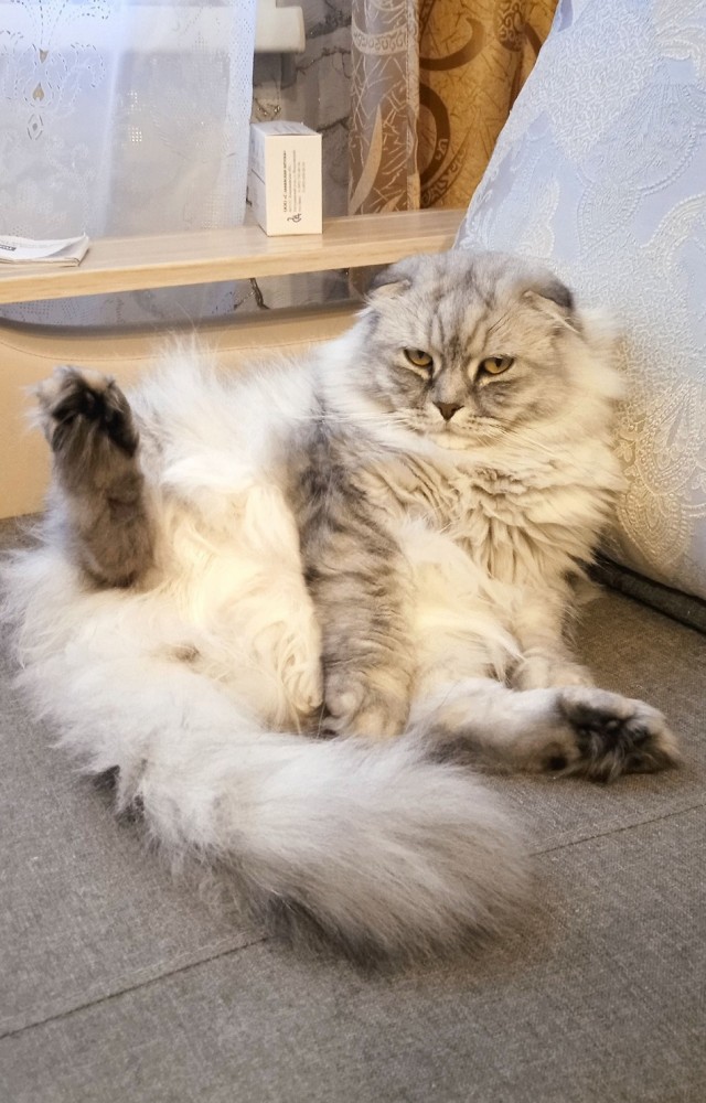 А это мой котан к котовторнику