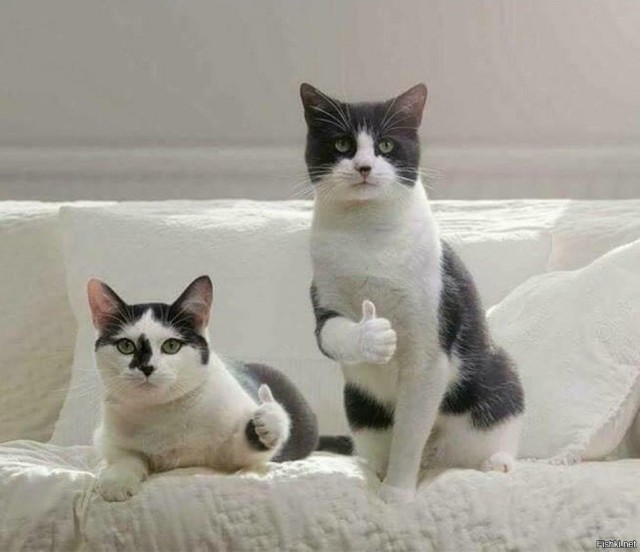Спасение котенка