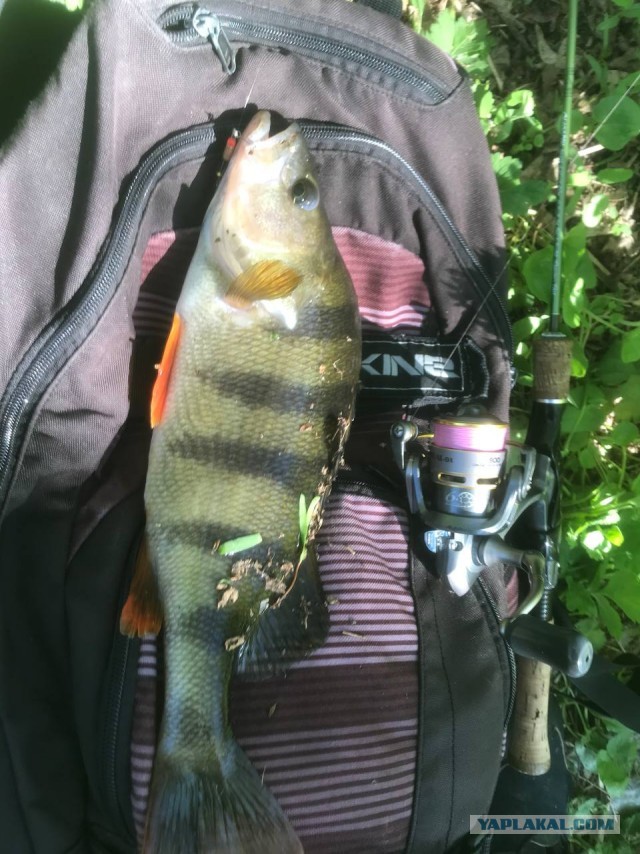 Итог рыбалки несколько рыбов
