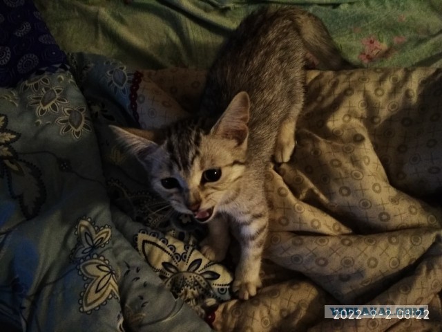 Ты слышишь, кот? Я по тебе скучаю…