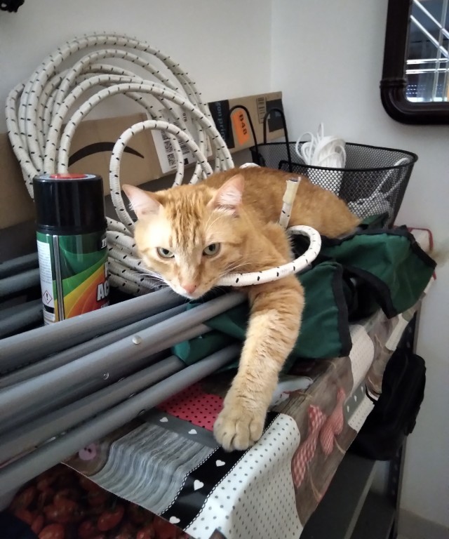 Котовторник Рыжих