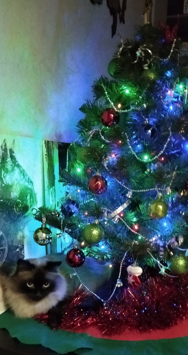 Новогодний кот
