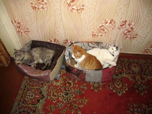 Первый Котовторник 2024