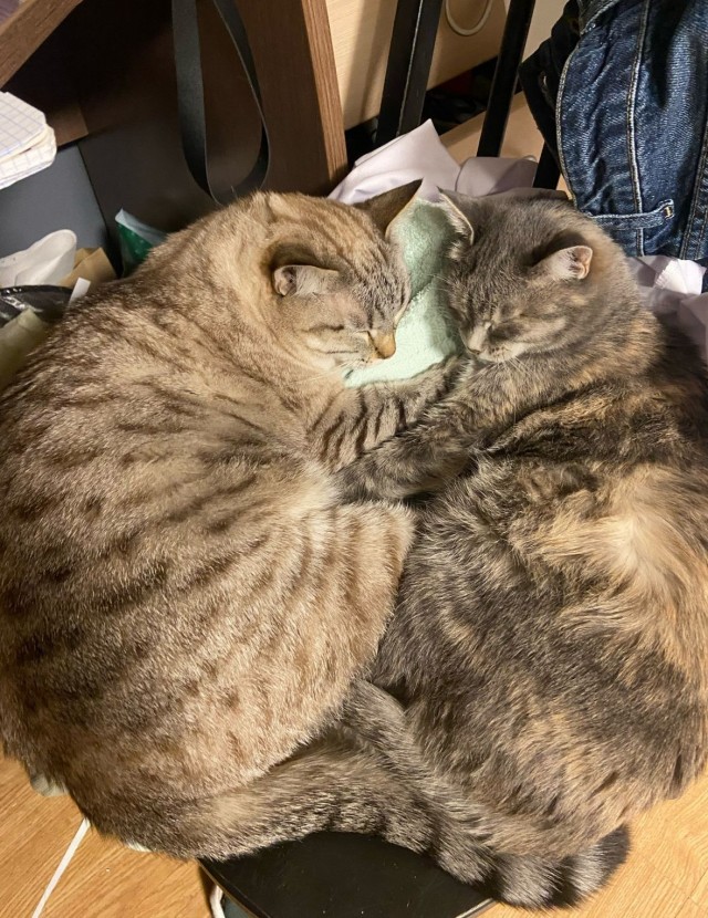 Котовторник уже пришёл?