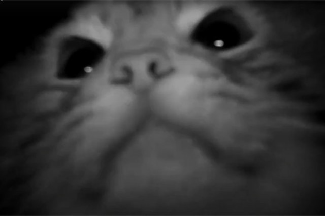 В Хакасии дикий кот решил поближе познакомиться с камерой