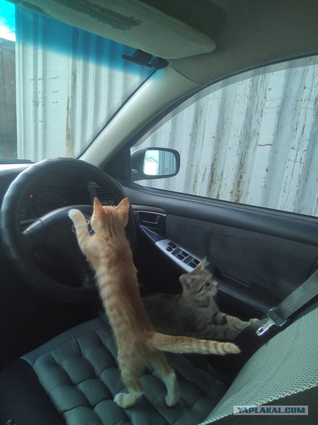 Котовторник 09.04.24