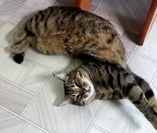 Котовторник в картинках