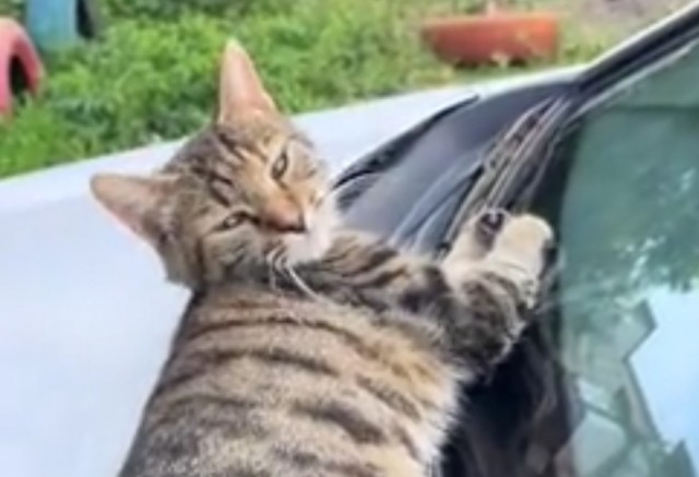 Кот, вставай! Мне ехать надо