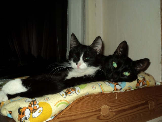 Котовторник 04.06.2013