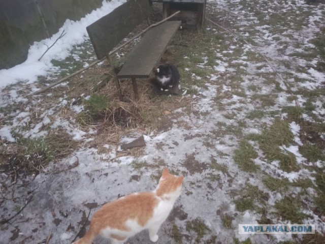 Жизнь домашнего приюта для котеек 537