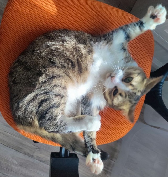 Котопаралич 1 степени