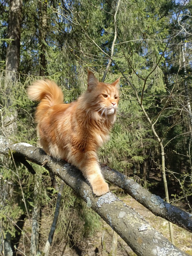 Котовторник