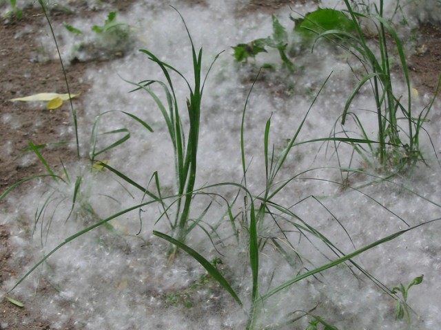 «Тополиная метель» накроет Москву в ближайшие дни