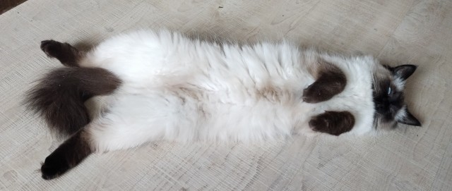 Хоть и не котовторник,но все же...