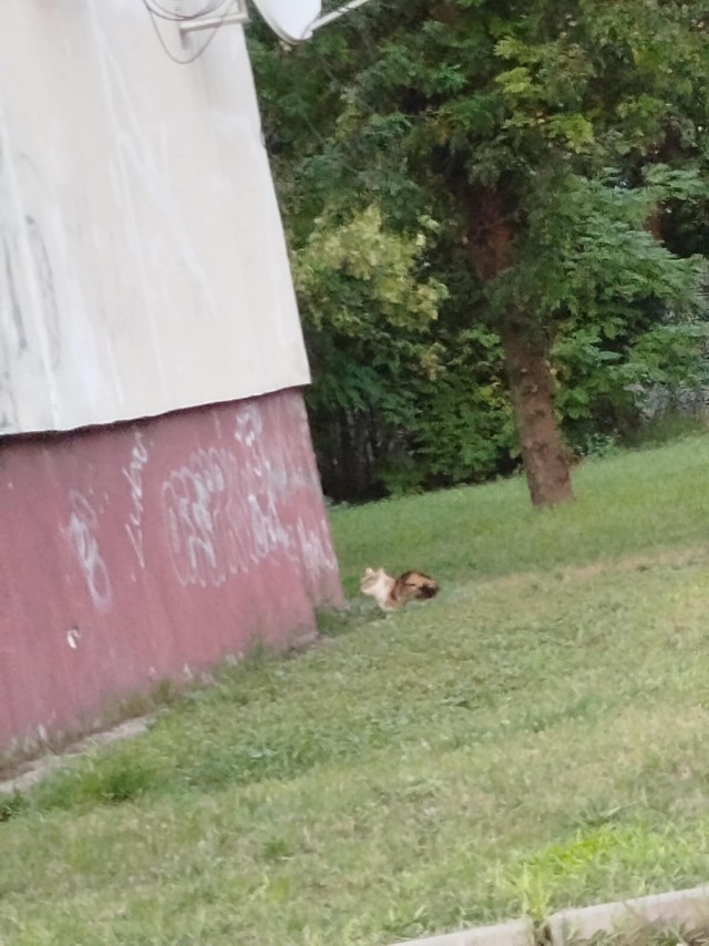 Мужчина поймал любимую кошку через год после пропажи, она в тот же день вспомнила его, дом и свои игрушки