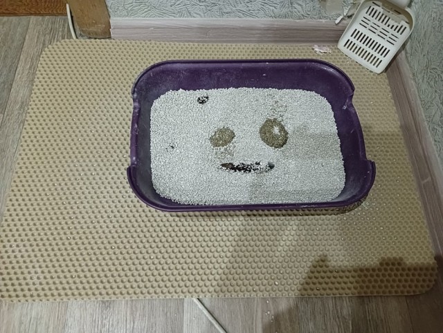 Котовторник наступил