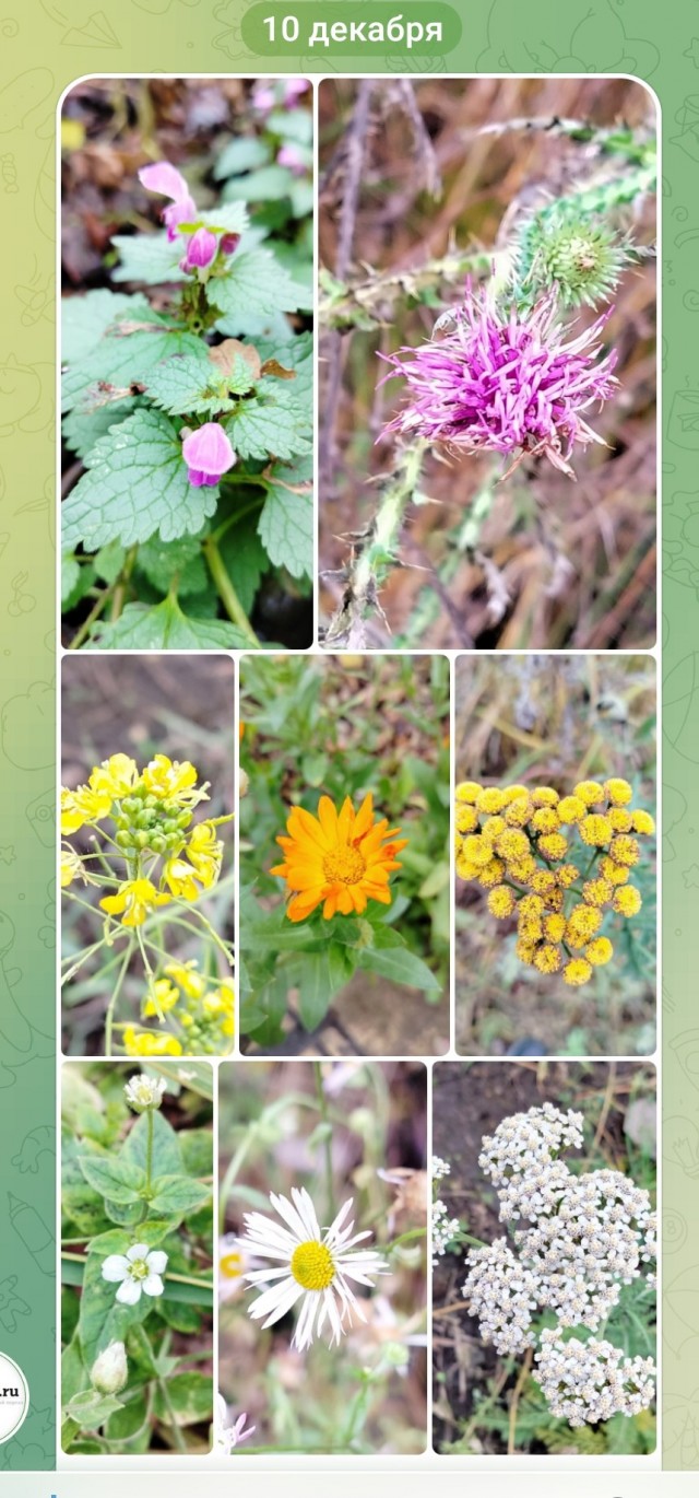 В Липецке расцвели декабрьские цветы.