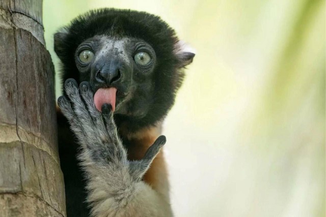 Танцующая горилла выиграла премию Comedy Wildlife Photo Awards 2025.