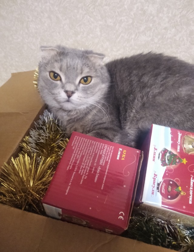 Котоновый год