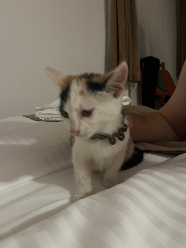 Котëнок с румынской дороги