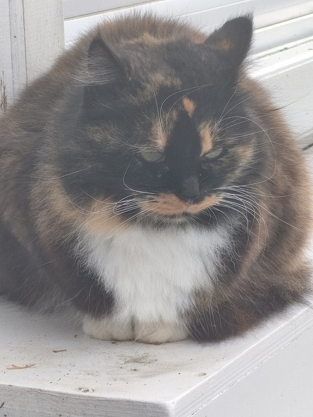 Уличные котики