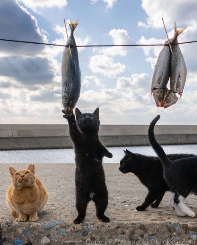 Котиков много не бывает))) отдохните от суетного мира