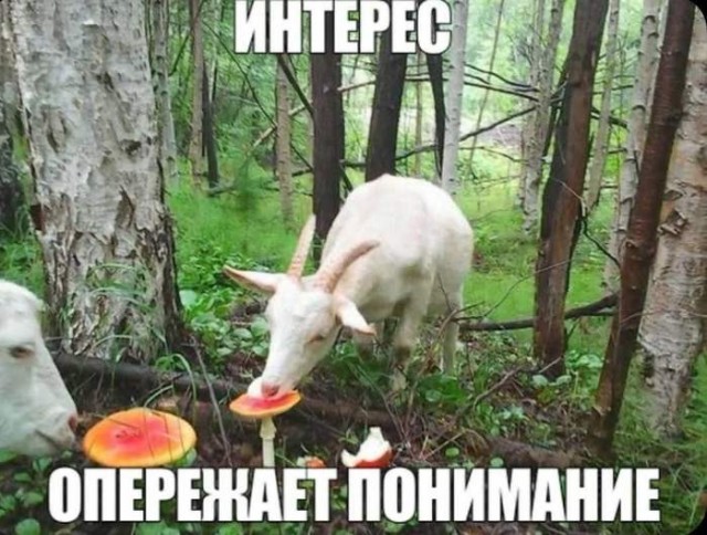 Картинки для деградации 156 (разной степени свежести)