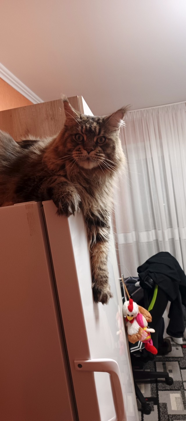 Шикарный кот