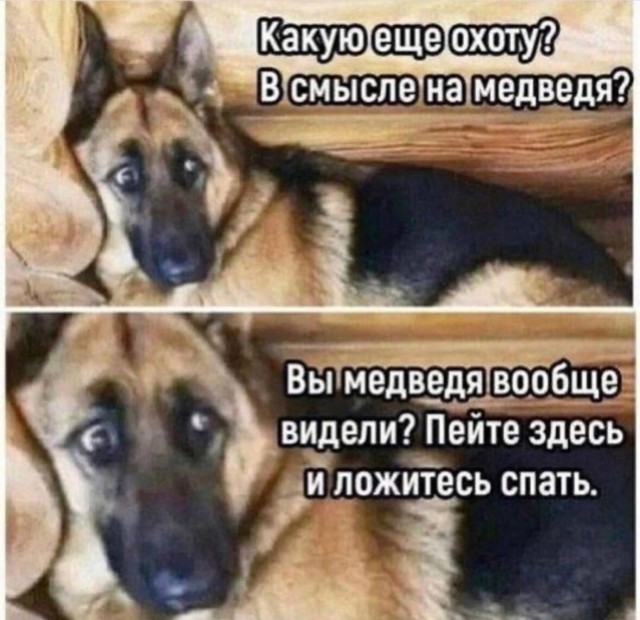 Вдруг кто захочет немецкого\восточноевропейского овчара завести.
