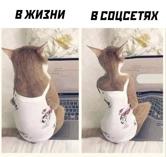 Картинки для деградации 254 (разной степени сежести)
