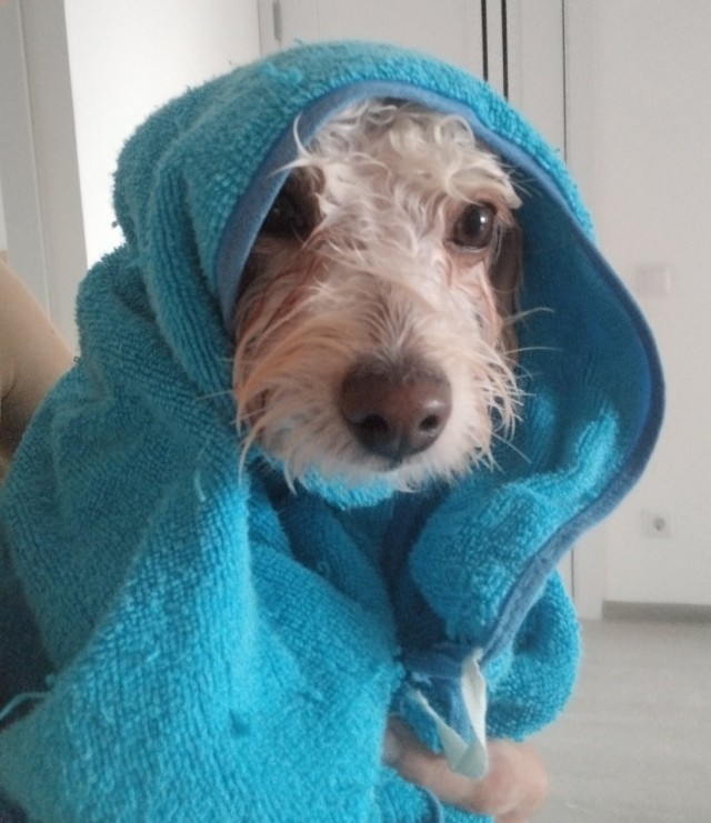 Собакочетверг же