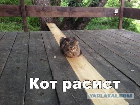 Кот-расист