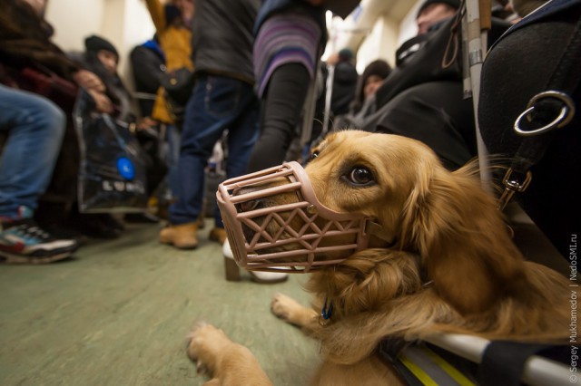 Золотые собаки