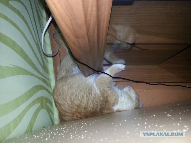 Котовторник 01.04.2014