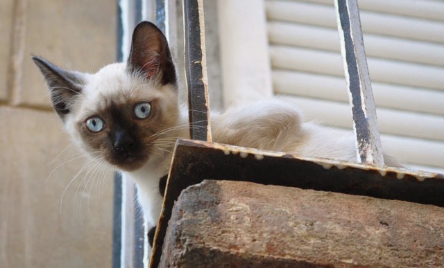 Котёнок по имени Гав