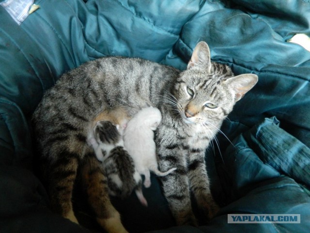 Котовторник  08.07.2014