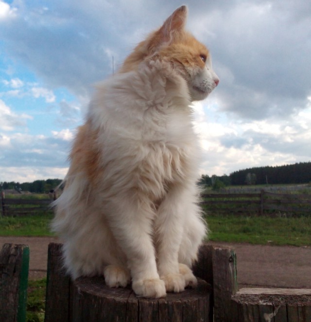 Котовторник 12.08.2014