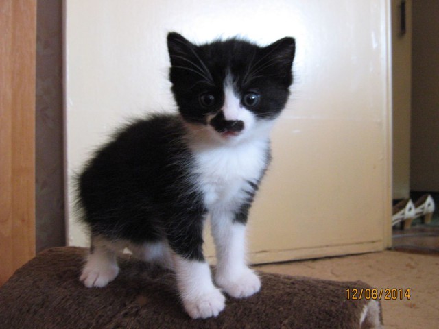 Котовторник 12.08.2014