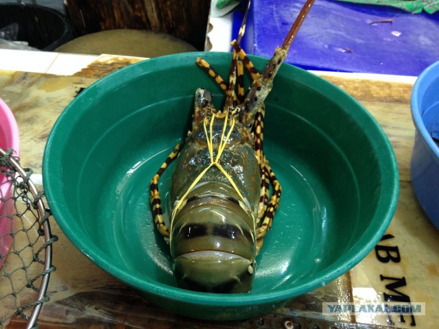 Плюсомет со шпалометом