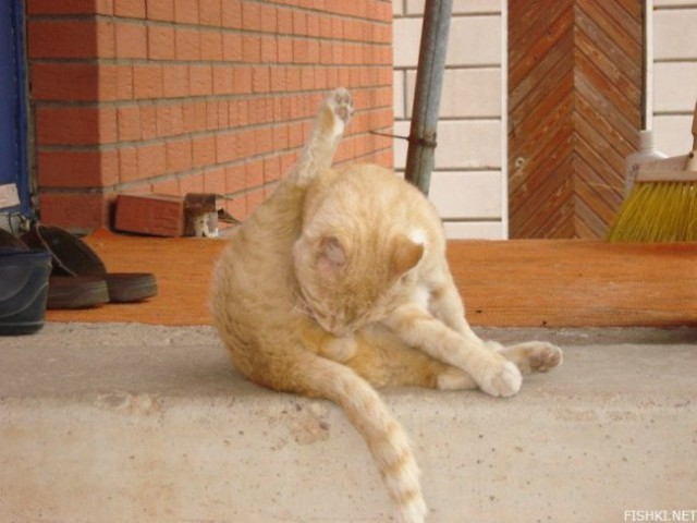 База пользователей ЯПа