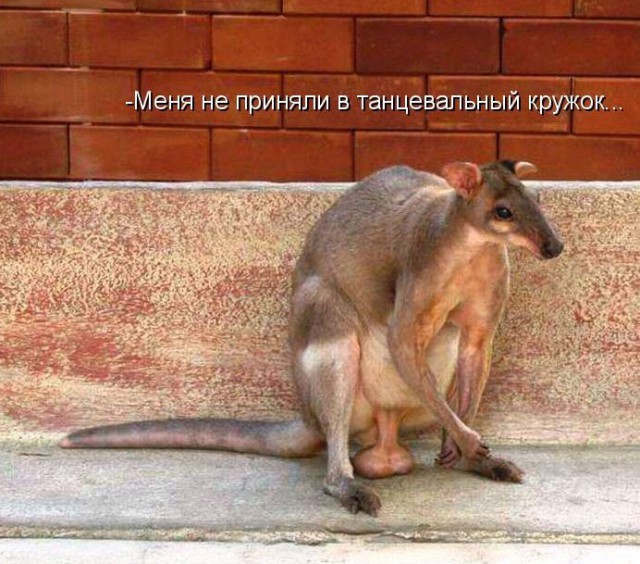 Подборка демотиваторов