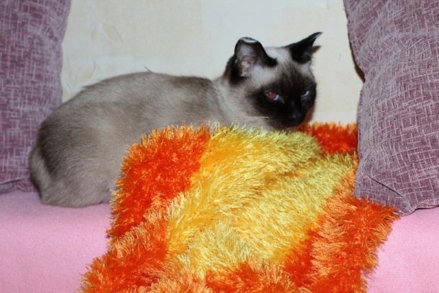 Котовторник 11.11.2014