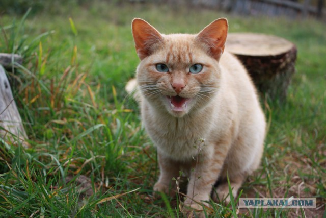 Котовторник на вторник, Котовторник