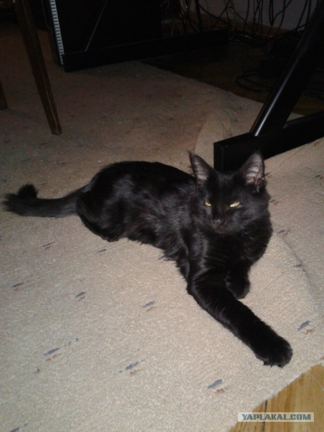 Котовторник 23.12.2014