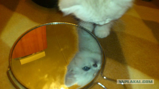 Котовторник 27.01.2015