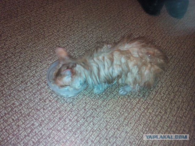Котовторник