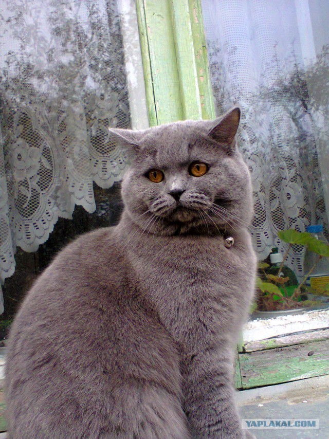 Зверь в доме